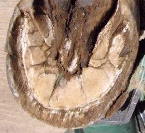 Laminitis Understanding the Condition Part 1 Naylors Blog Naylors