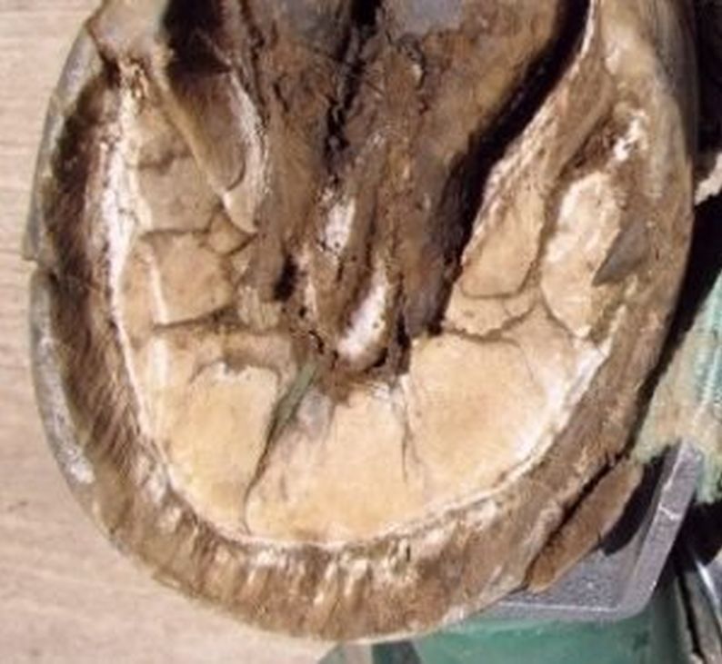 Mild laminitis