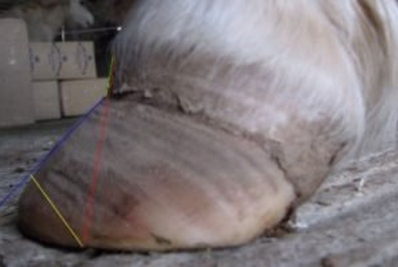 Moderate Laminitis