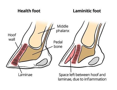 Laminitis Understanding the Condition Part 1 Naylors Blog Naylors