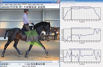 Why Your Horse Needs A Prolite Girth Naylors Blog Naylors