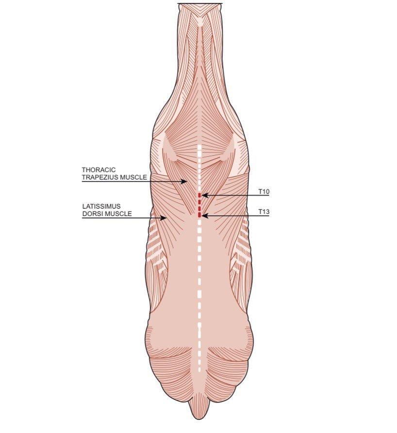 Prolite Pads - Saddlery Solutions That Work For You