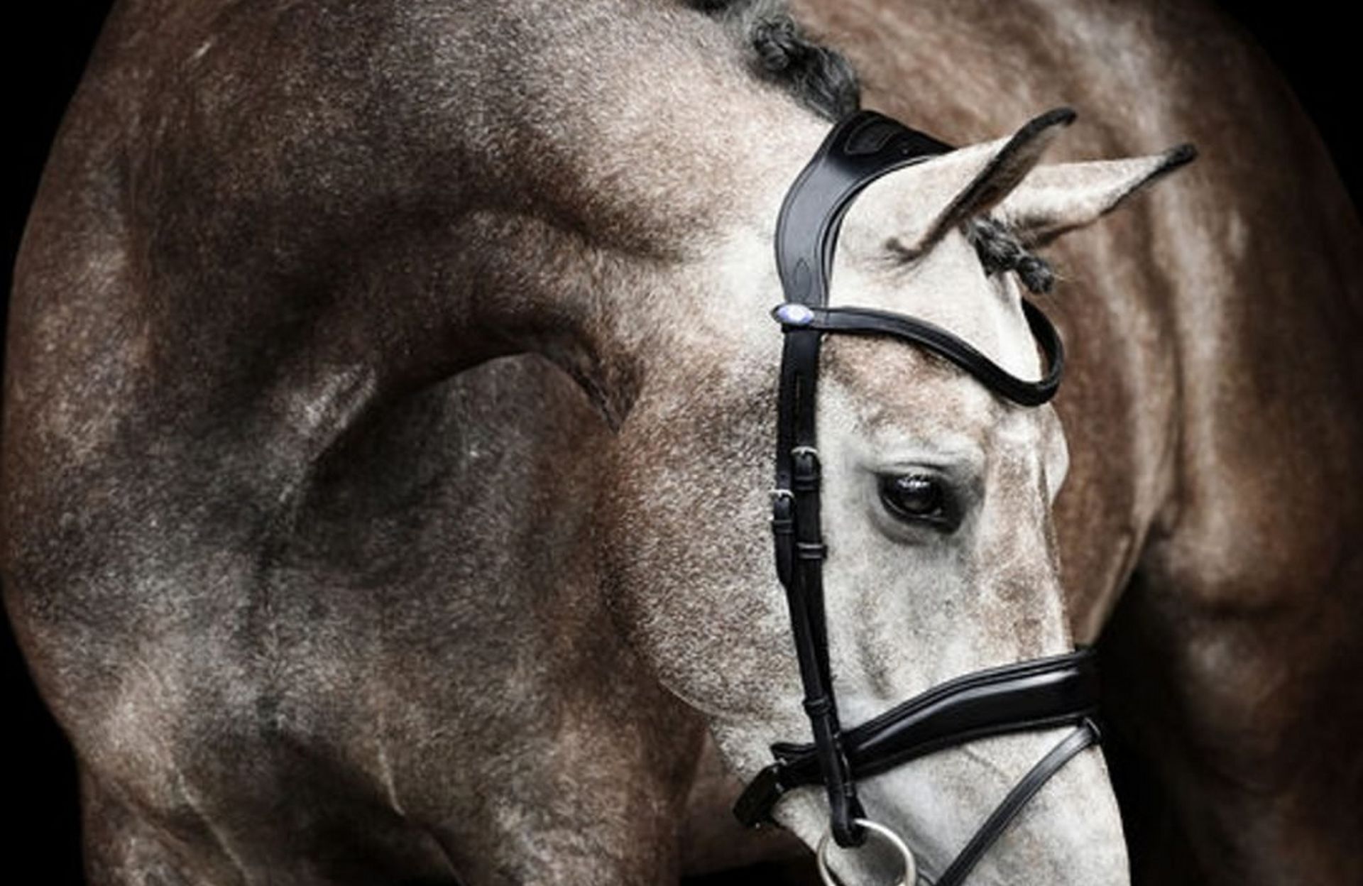 PS of Sweden - The Truth Behind Brilliant Bridles