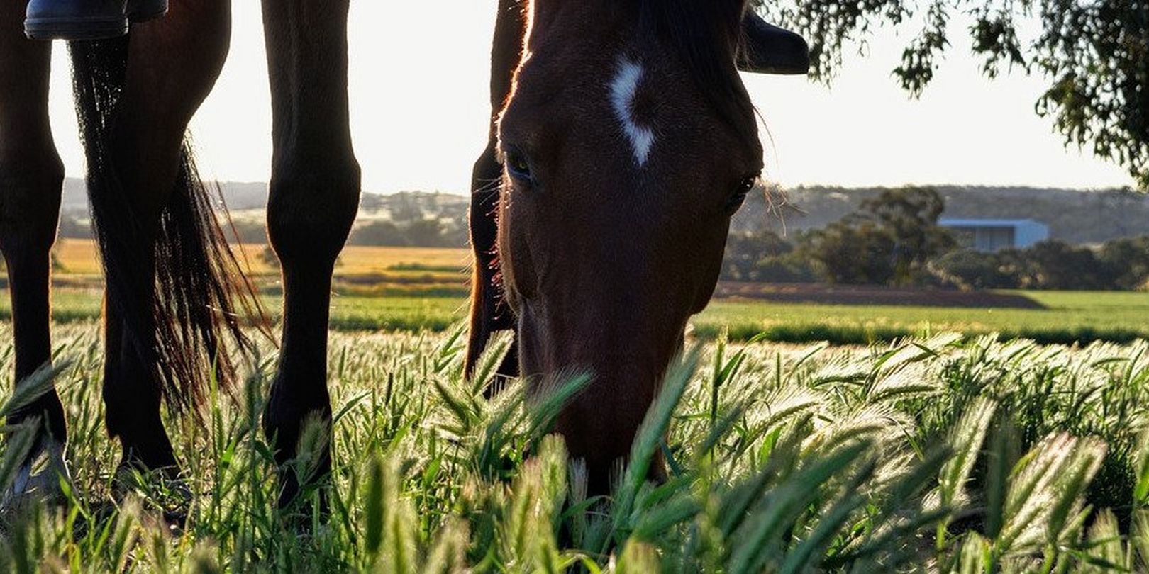 Spring Horse Essentials You Need Right Now: Feed and Supplements.