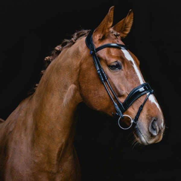 Top Tack! 5 Anatomical Bridles We Love Naylors Blog Naylors
