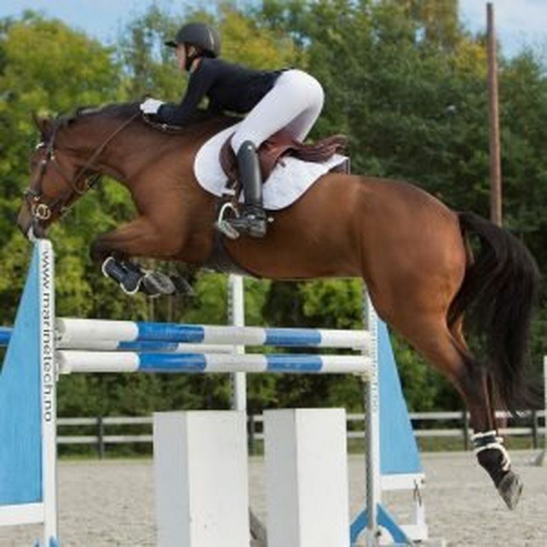 Riding Hat Rules For British Showjumping