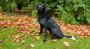 Barbour Dog Coats
