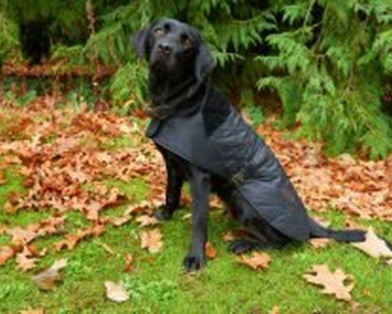 Barbour Dog Coats