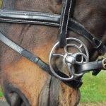 Our Choice in Bit Power: Whitaker - Hollow Back/Crossing Jaw