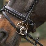 Oue Choice in Bit Power: Whitaker - Strong Horse