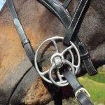 Our Choice in Bit Power: Whitaker - Hollowed Back Horse