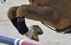 Older Horse Care - Joints