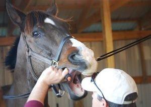 Older Horse Care - Teeth