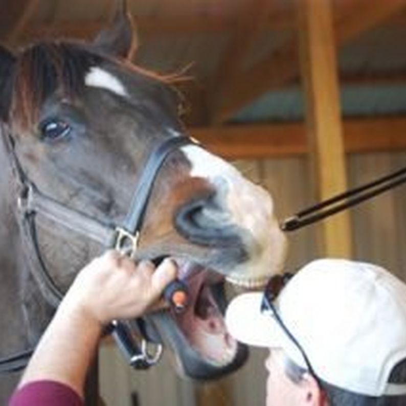 Older Horse Care - Teeth