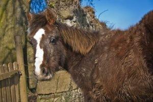 Image Source: http://www.thehorse.com/articles/29068/managing-equine-cushings-disease