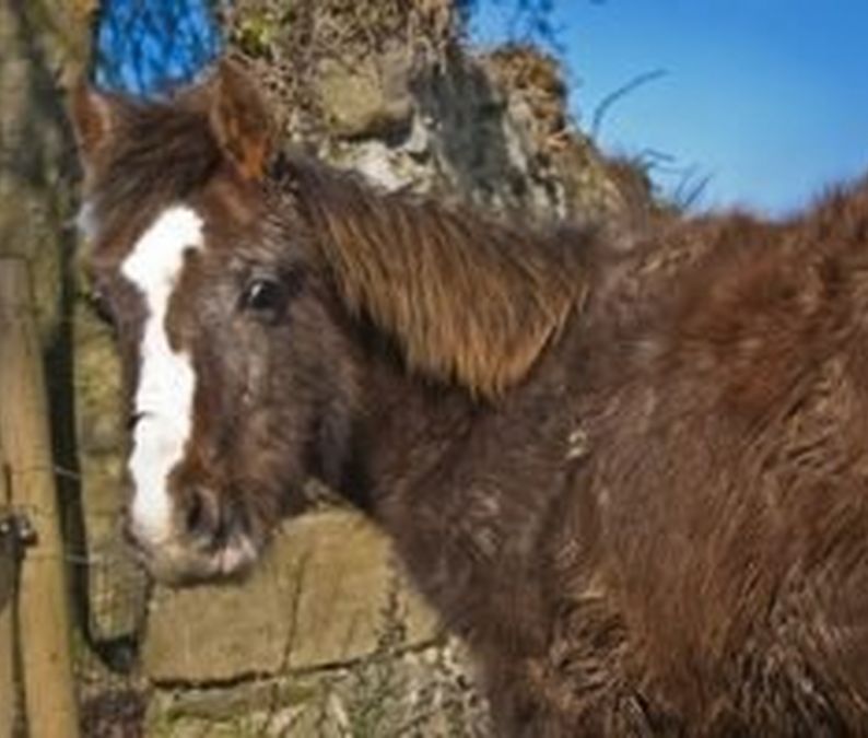Image Source: http://www.thehorse.com/articles/29068/managing-equine-cushings-disease