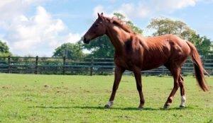 Older Horse - Retirement