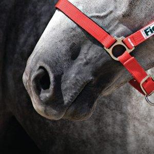Choosing a Bit for your Horse - Mouth Conformation
