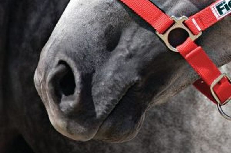 Choosing a Bit for your Horse - Mouth Conformation