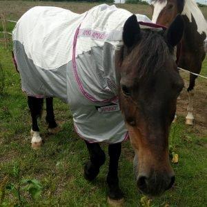 Horseware Amigo Aussie Airflow Tried & Tested Review Naylors Blog
