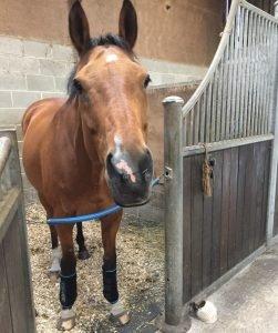 Horseware Ice-Vibe Boots – Tried & Tested Review