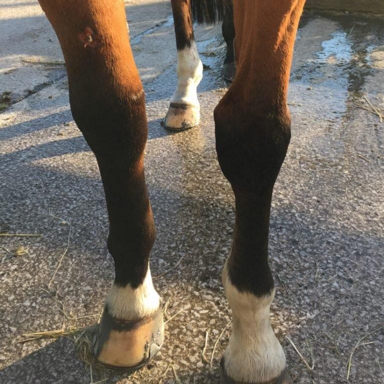 Before Using The Ice-Vibe Boots