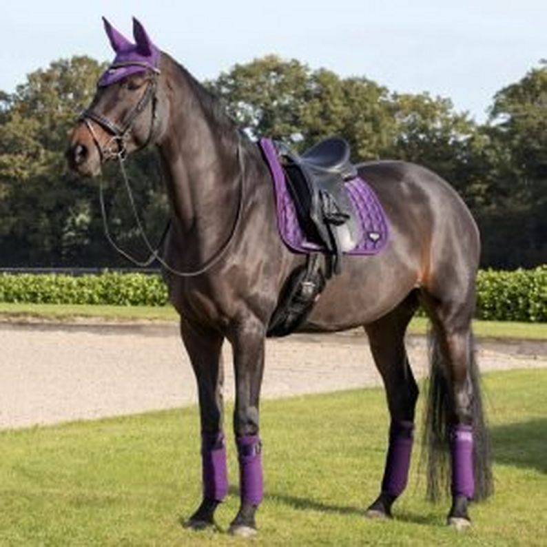 WIN A LeMieux Loire Dressage Bundle Worth £119!