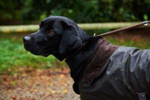 How To Measure Your Dog For A Dog Coat Naylors Blog Naylors