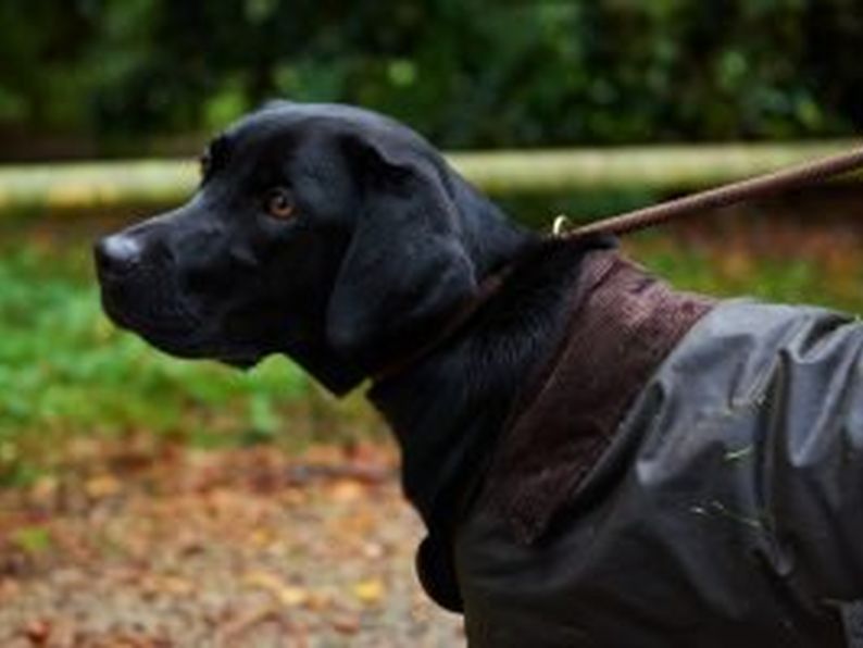 Measure Your Dog For A Dog Coat