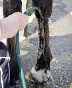 Mud Fever - Avoid Washing