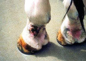 Image Source: horseandhound.co.uk