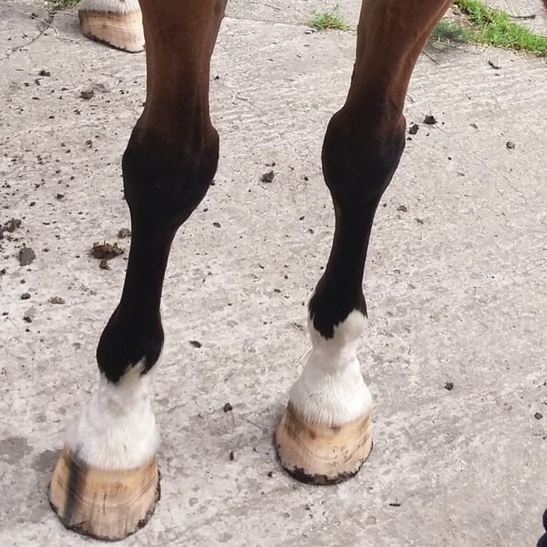 Hoof Cracks & Dryness