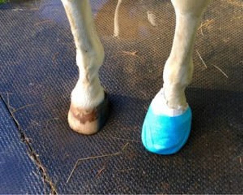 Hoof Abscesses