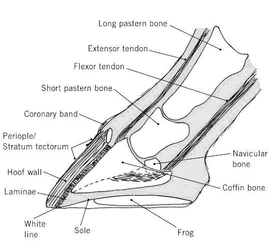 Hoof Cross Section - Summer Hoof Care