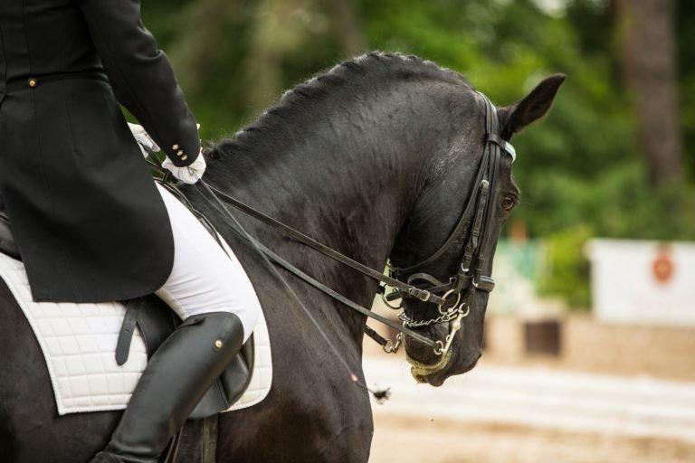 The Ultimate Grooming Kit Essentials | Tailored For Your Horse!