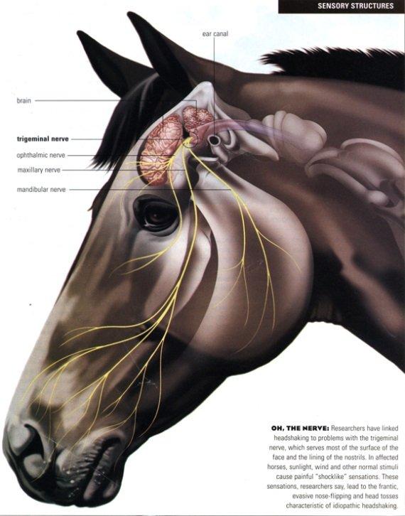 Headshaking – All You Need to Know