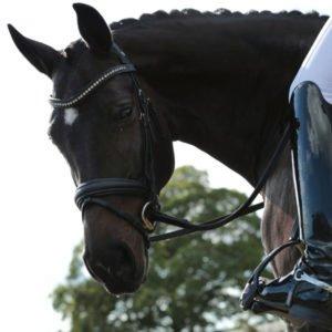 Choosing the right spurs for riding your horse Our Guide Naylors