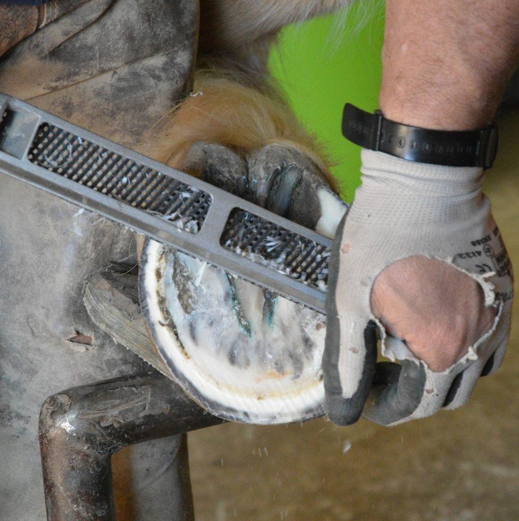 Common Horse Hoof Problems Our Guide Naylors Blog Naylors