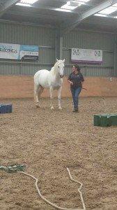 Traditional Horse Training Methods