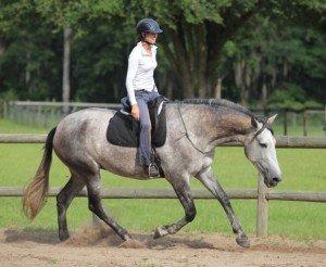 Traditional Horse Training Methods