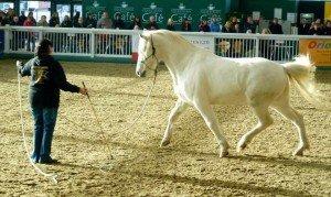 Natural Horsemanship versus Traditional Horse Training