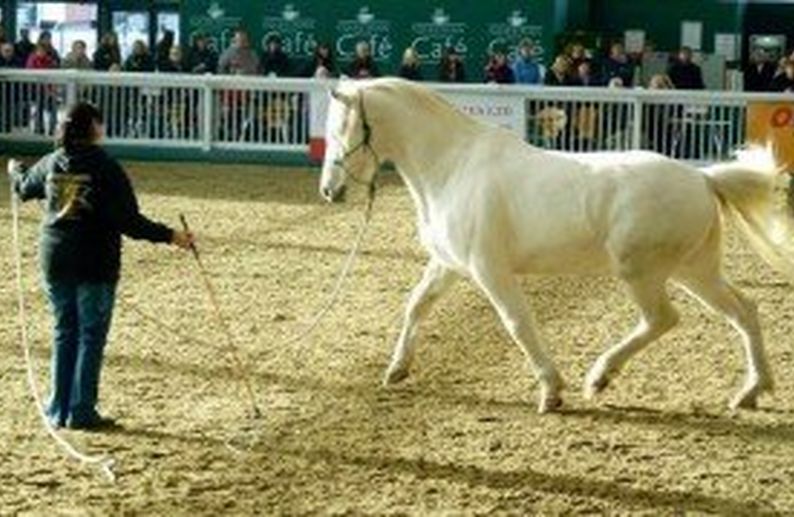Natural Horsemanship versus Traditional Horse Training