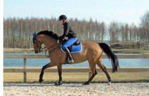 Traditional Horse Training Methods