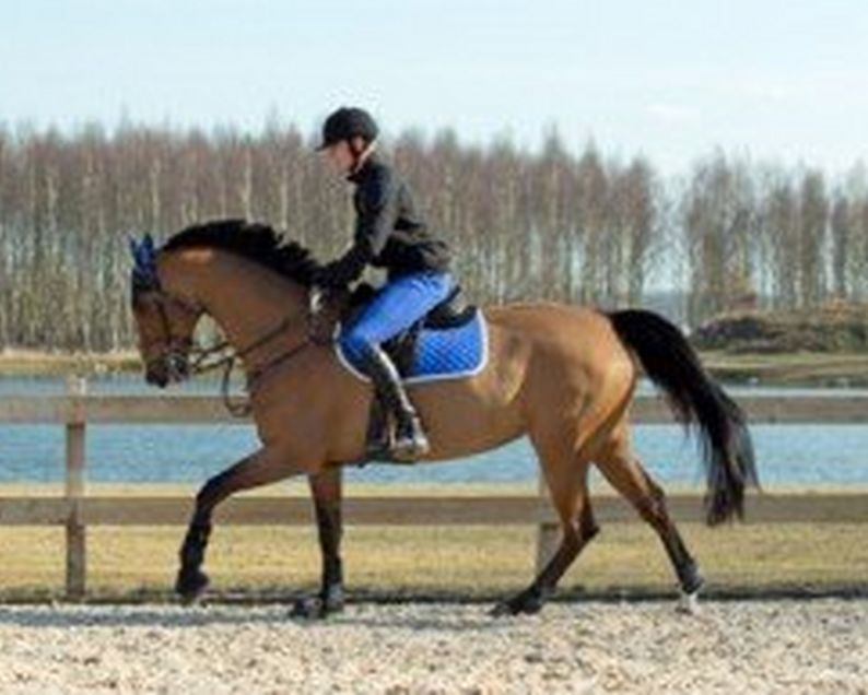 Traditional Horse Training Methods