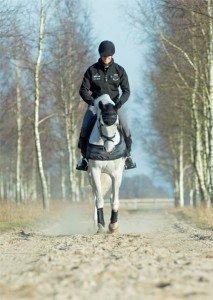 Traditional Horse Training Methods
