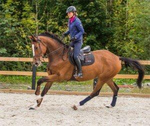 Traditional Horse Training Methods