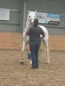 Traditional Horse Training Methods