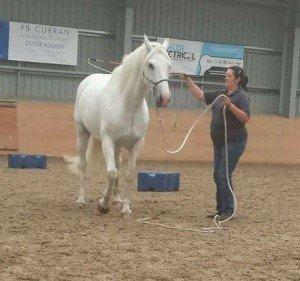 Traditional Horse Training Methods
