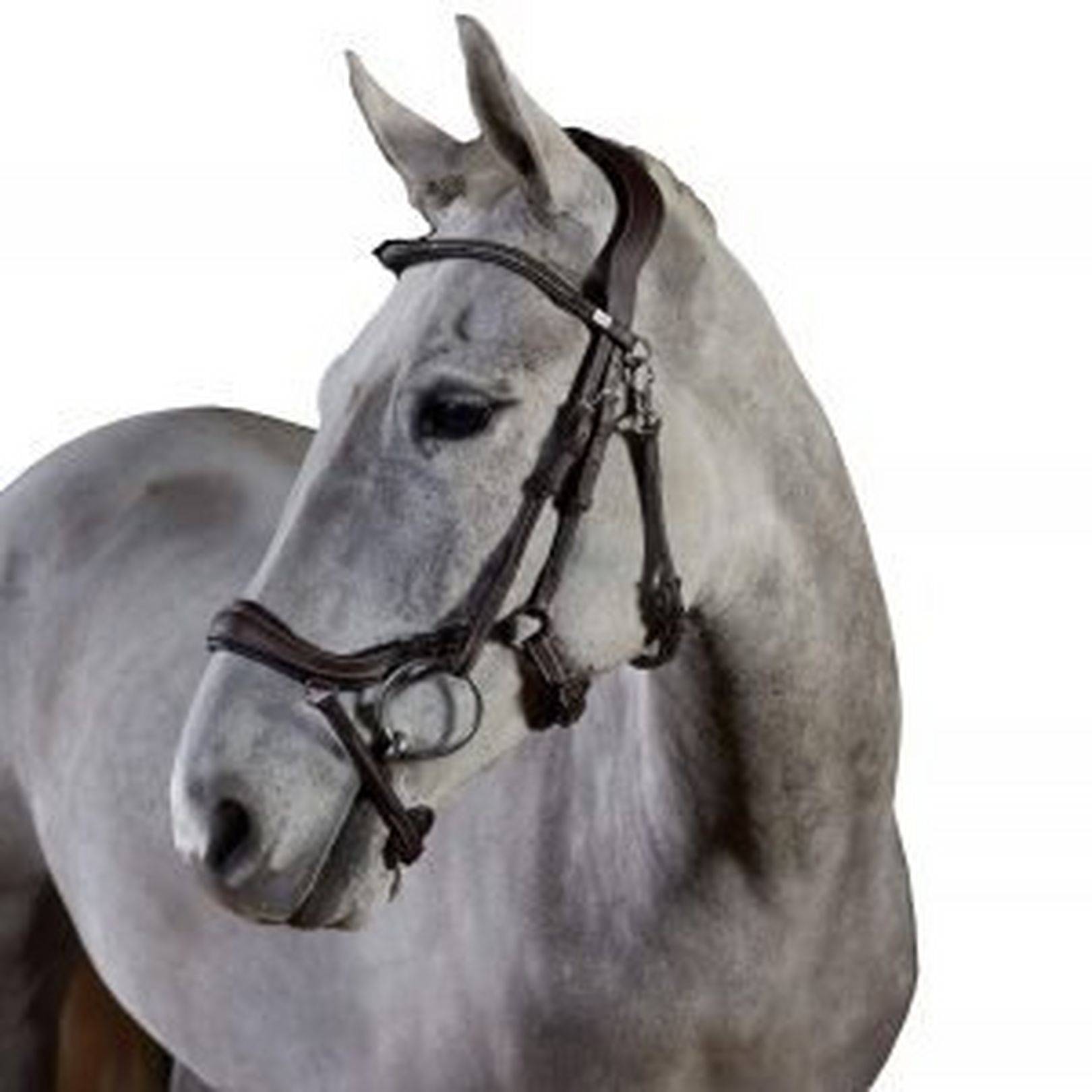 GFS Bridles - GFS Premier Prosperity Bridle