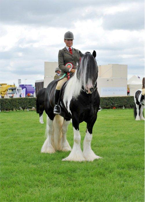 Prepare Your Horse For Showing